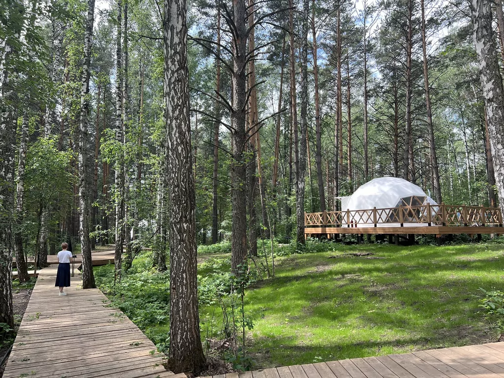 Хвоя
